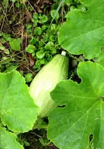 BlueBanana.webp