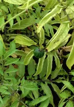 Tzimbalo.webp