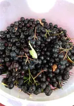 Aronia.webp