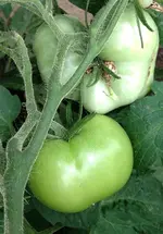 GreenLime.webp