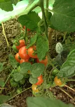 Riesentraube.webp