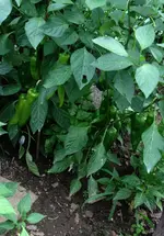 Paprika.webp