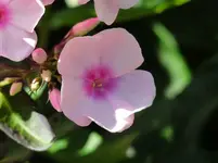 P1140830.webp
