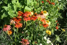 IMG_0005.webp