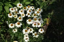 IMG_0007.webp
