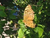 010.webp