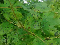 25-11-2013 005 Blätter.webp