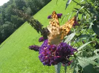 016.webp