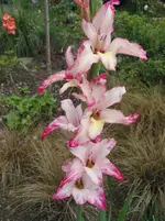 035.webp