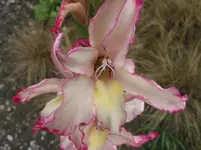036.webp