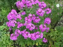 037.webp