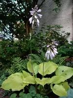fnk (10).webp