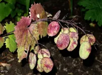 smnstnd (1).webp