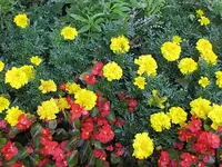 114.webp