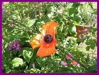 011.webp