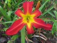 6988 spider_1024x768.webp