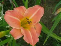 agnes migel2_1024x768.webp