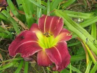 albarene3_1024x768.webp