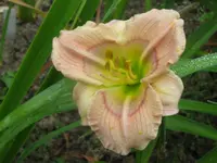 baby blues4_1024x768.webp