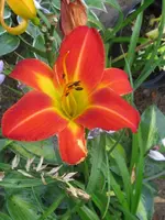 miracle2_576x768.webp