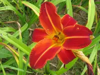 shola4_1024x768.webp