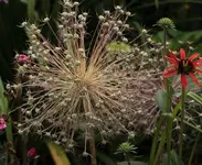 Samenstand Riesenallium.webp