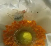 Spinne_Herbstanemone.webp