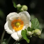 Herbstanemone 140727.webp