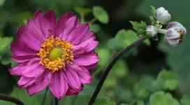 Herbstanemone 140727_g.webp