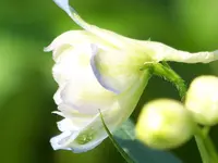 015.webp