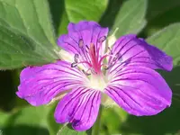 Geranium wlassovianum.webp