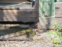 003.webp