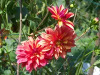 020.webp