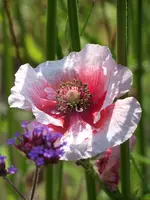 025.webp
