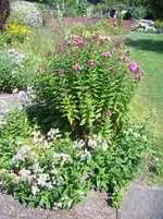 Phlox Baby Face.webp