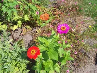 Zinnien.webp