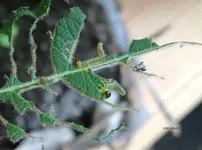 G_Hängekätzchen_Raupe__26.07.2014_mr.ditschy.JPG