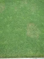 Braune Stellen Aufsicht fern.webp