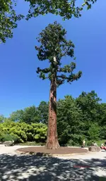Fo_Insel Mainau_Mamutbaum__06.2014_mr.ditschy.webp