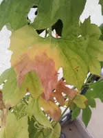 2014-07-27 13.50.24.webp