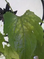 2014-07-27 13.50.32.webp