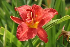 Double Firekracker.webp