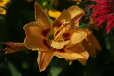 DSC09613.webp