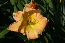 Flaming June.webp