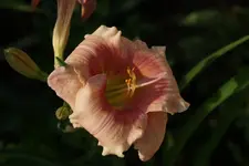 Janice Brown.webp
