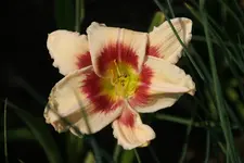 Smgl Biene Nr 1.webp