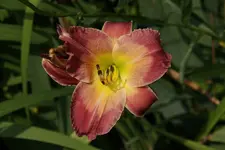 Smlg Hofstätter.webp