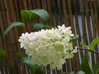 VanilleFraiseOderLimelight.webp