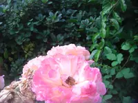 CIMG3150.webp
