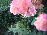 CIMG3151.webp